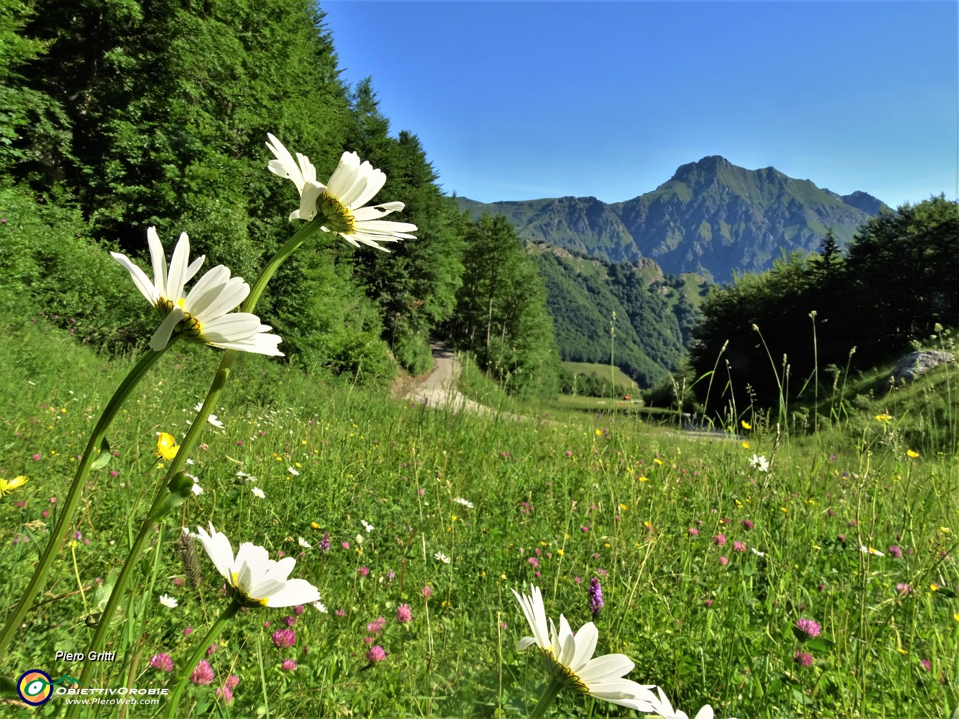 17 Bianche margherite nel verde dei prati con vista in Tre Signori.JPG